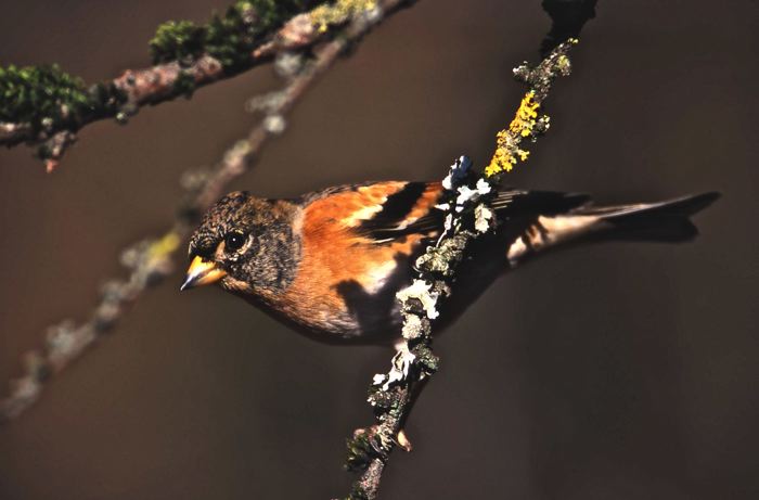 Fringilla montifringilla